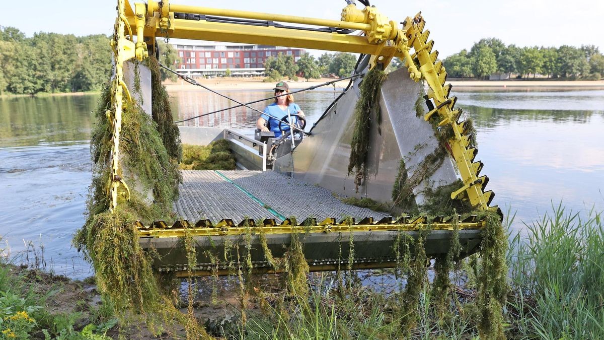 Der Allersee in Wolfsburg wird von Pflanzen befreit. (Archivfoto)