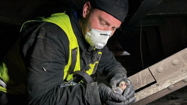 Küken und Taubeneier bei Bauarbeiten der Ruhrbahn zermalmt