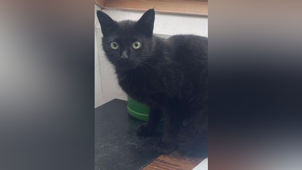 Kleine Sasu: Eine hübsche Katze sucht noch ihre Menschen