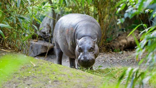 Zoo Duisburg enthüllt nächsten Schritt für das neue Tierhaus