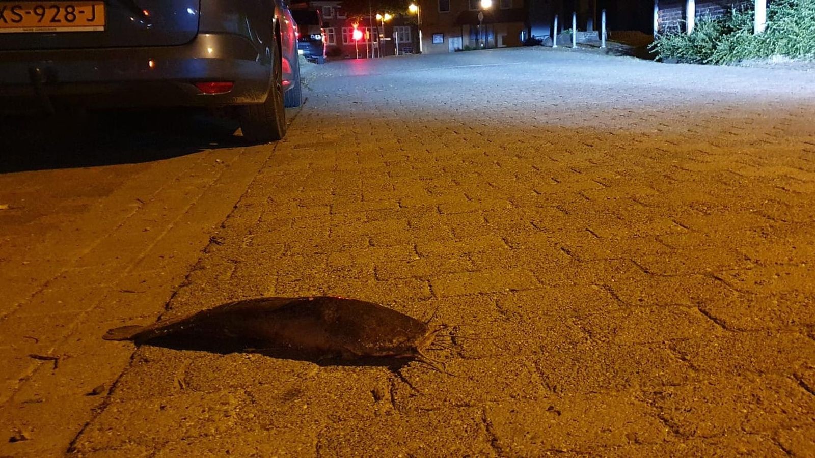 Vor-f-nf-Jahren-Als-die-Fische-in-Lengede-an-Land-waren
