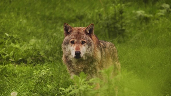 Tödlicher Unfall: Polizei findet leblosen Wolf in Stormarn