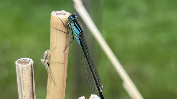 Forscherin findet heraus: Braunschweigs Gartenteichbesitzer sind extrem „öko“