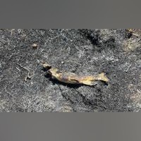 Waldbrände werden für Kanada aufgrund des Klimawandels zunehmend zu einem Problem. Waldbrände werden für Kanada aufgrund des Klimawandels zunehmend zu einem Problem.