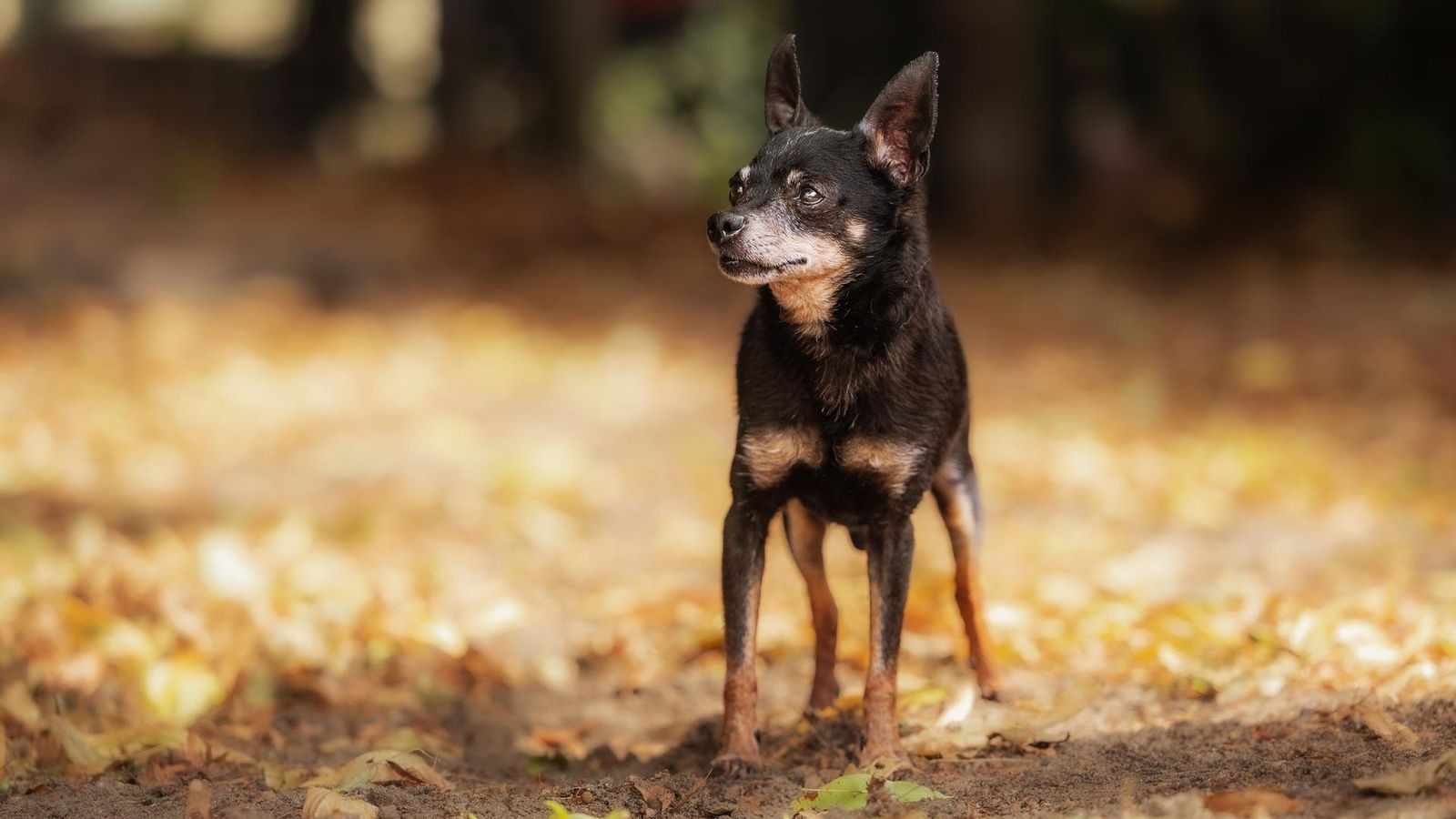 Tapferer-Hund-mit-Handicap-im-Tierheim-Arnold-sucht-ein-Zuhause