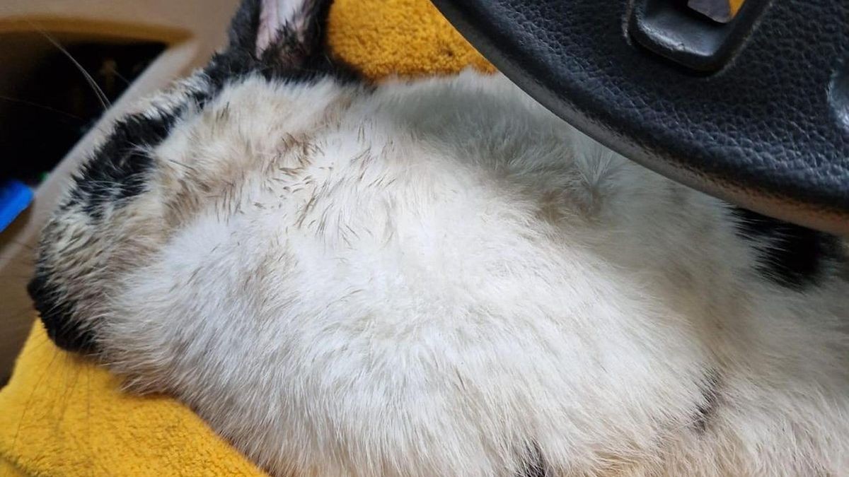 Gequältes Kaninchen