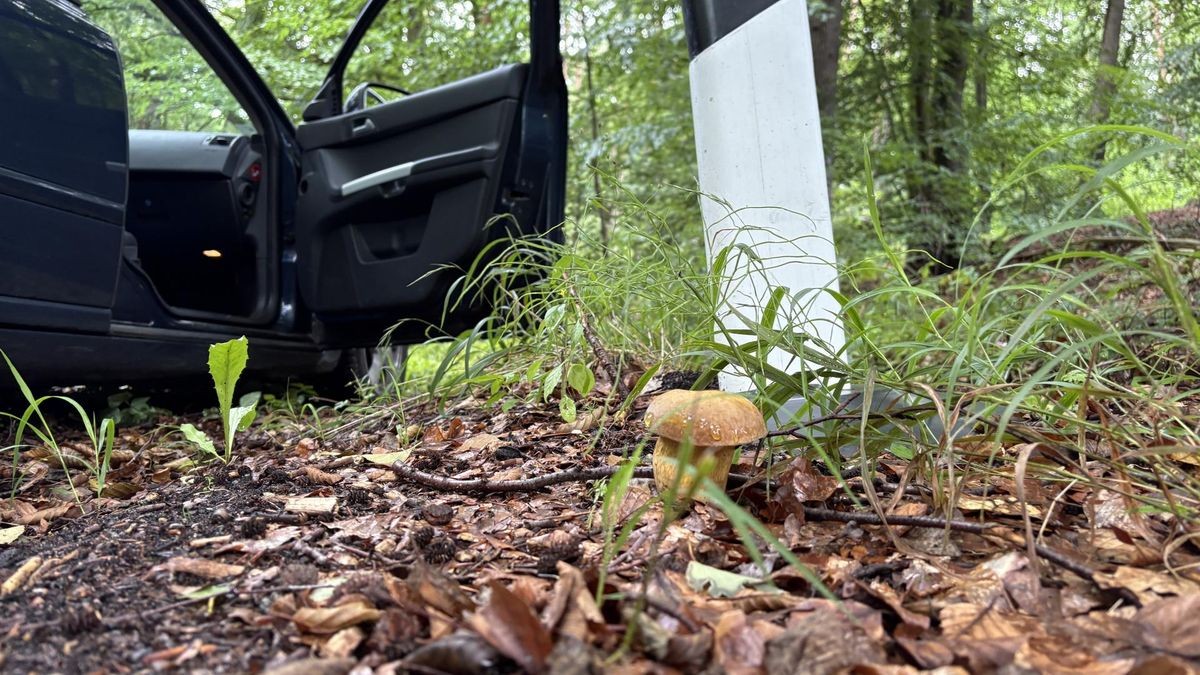 Neuer Trend im Regensommer 2025: Pilzsuche am Straßenrand, hier in Brandenburg. Der Pilz auf dem Bild ist übrigens kein Steinpilz. Pilzsuche per Auto Brandenburg