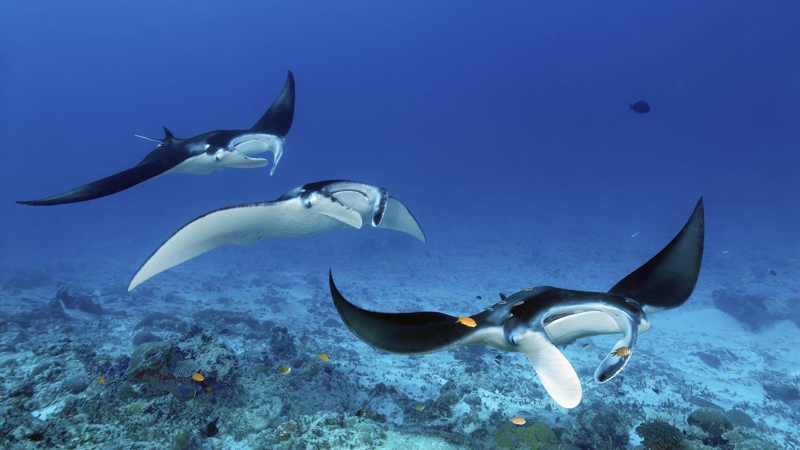 Meeresr-tsel-gel-st-Forscher-entdecken-neuen-6-Meter-Mantarochen