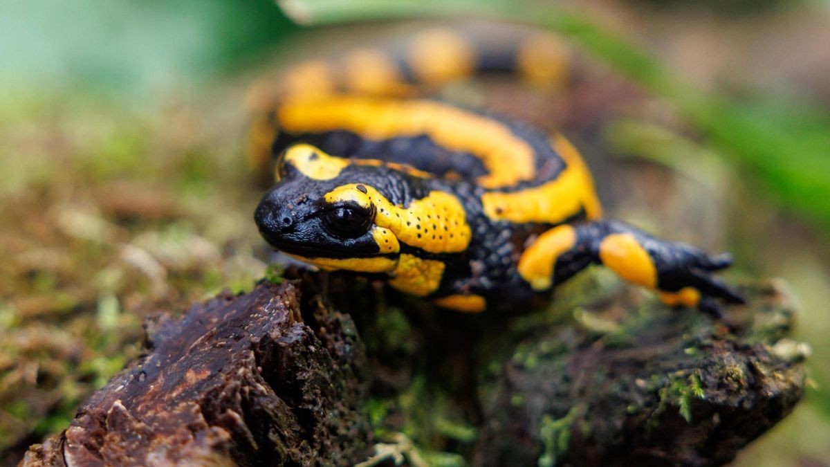 Feuersalamander