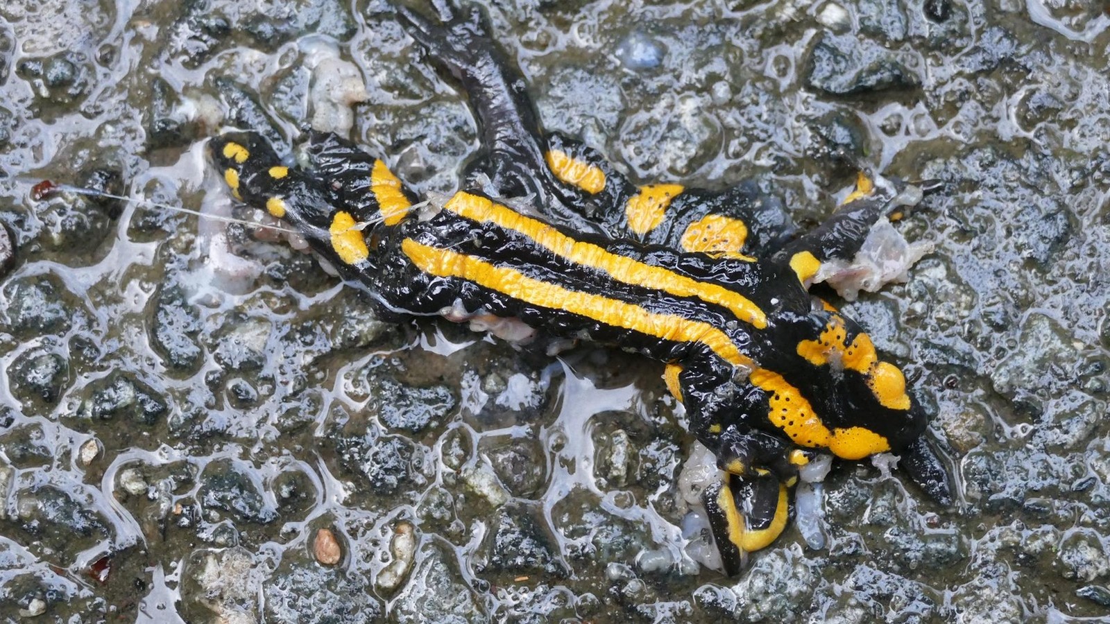Zum-Schutz-der-Natur-Diese-Stra-e-in-Wolfsburg-wird-gesperrt