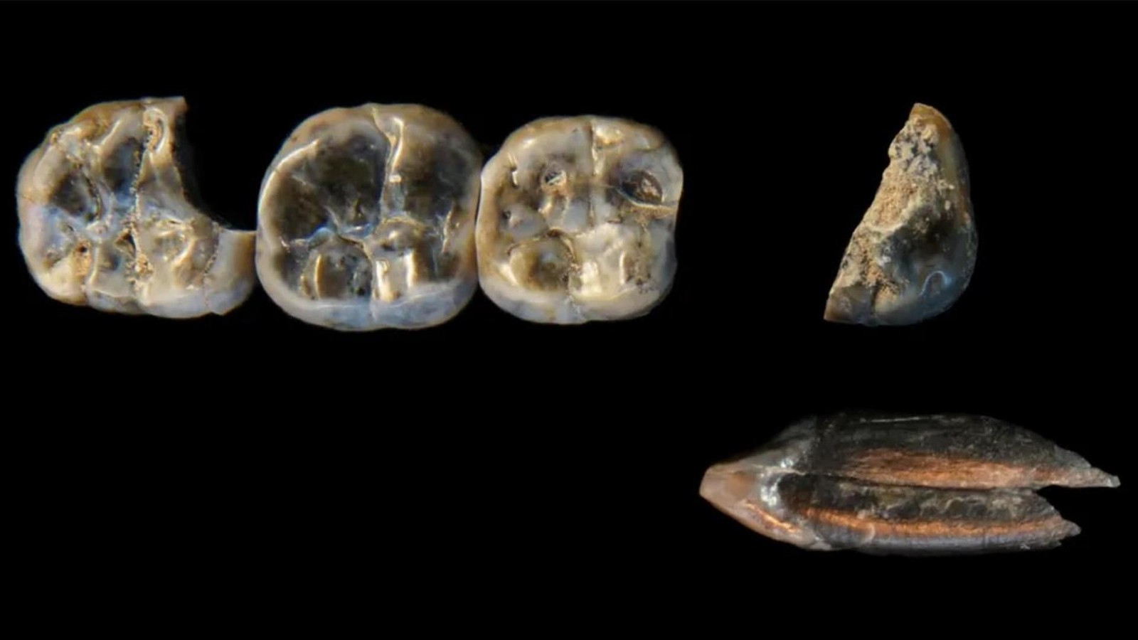 Sensation-R-tselhafte-Zahnfunde-ver-ndern-die-Menschheitsgeschichte