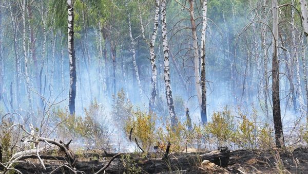 V Brandenburgu zaradi suše narašča nevarnost požarov v gozdovih