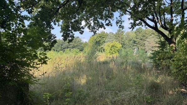 Weiter Warten in Steilshoop: Dschungel statt Saga-Wohnungen