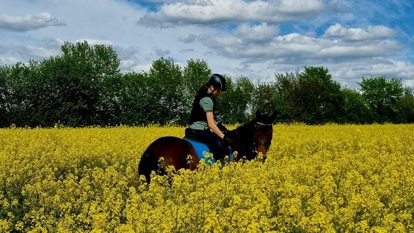 „Horsesharing“ macht den Traum vom eigenen Pferd erschwinglich