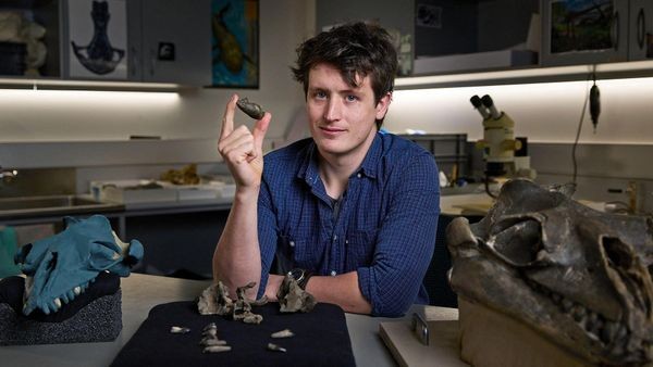 Prähistorische Art: Forscher finden bizarren Mini-Raubwal