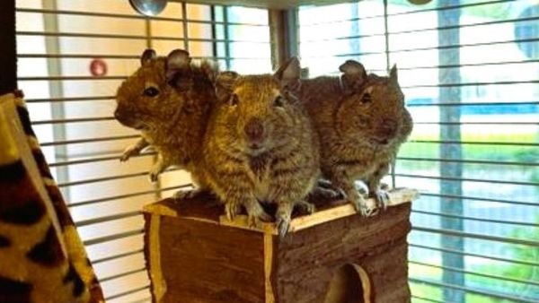 Nach qualvollen Monaten: Fünf Degus suchen liebevolles Zuhause