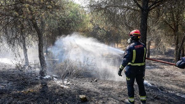 Kampf gegen Waldbrände: Spanien setzt auf tierische Feuerwehr