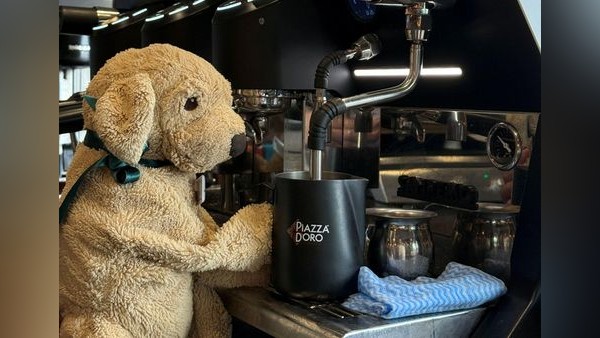 Plüschhund Jack ist Perths ungewöhnlichster Hotelgast