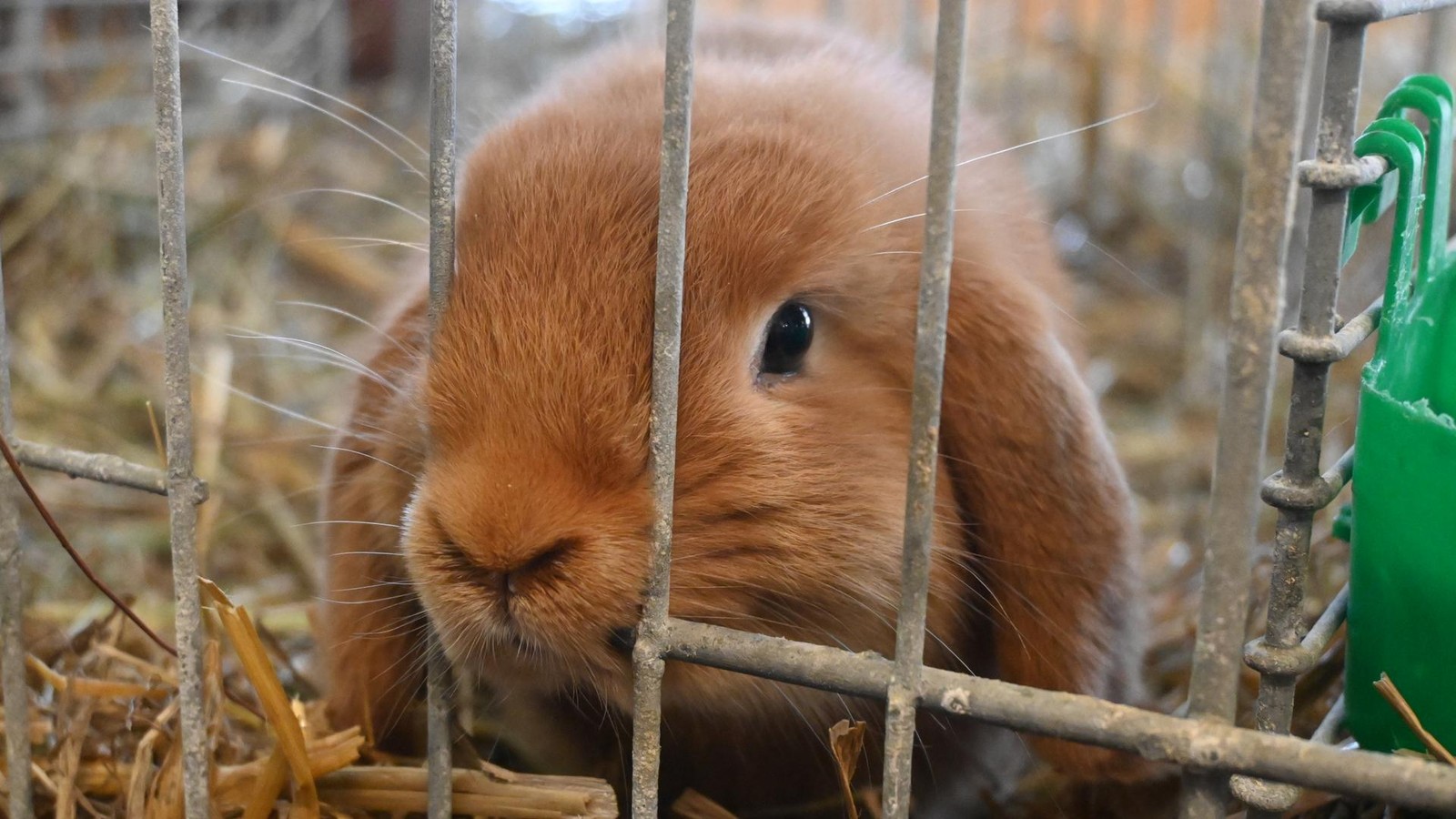 Kurz-und-knapp-Das-sind-die-Nachrichten-aus-dem-Saale-Holzland-Kreis