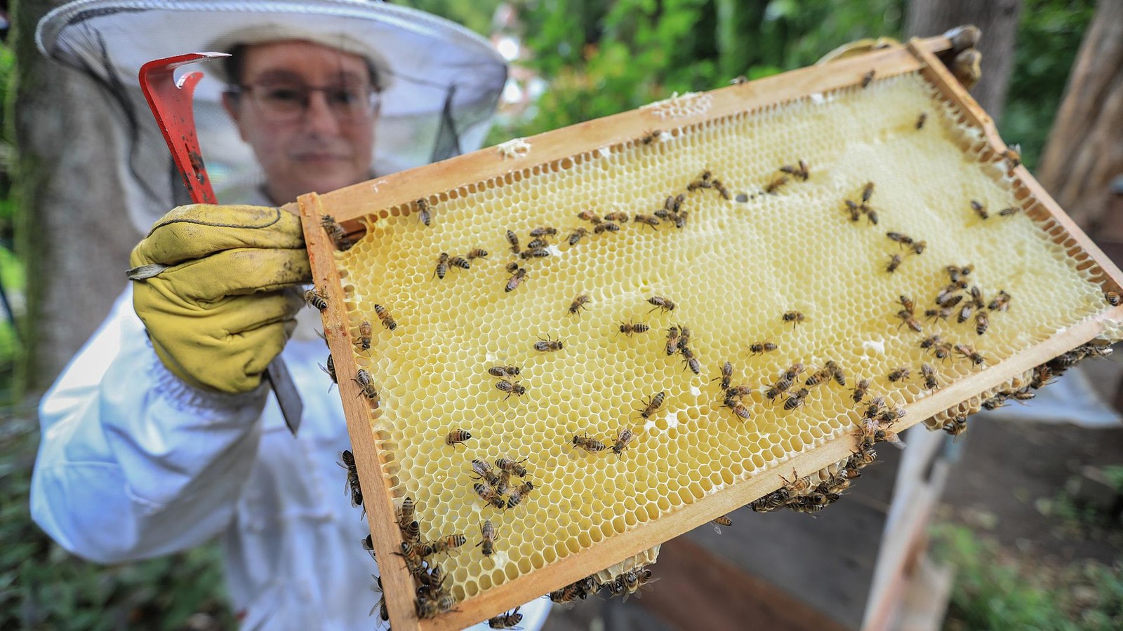 Imkerin-Die-Bienen-haben-mir-die-Augen-f-r-die-Natur-ge-ffnet-