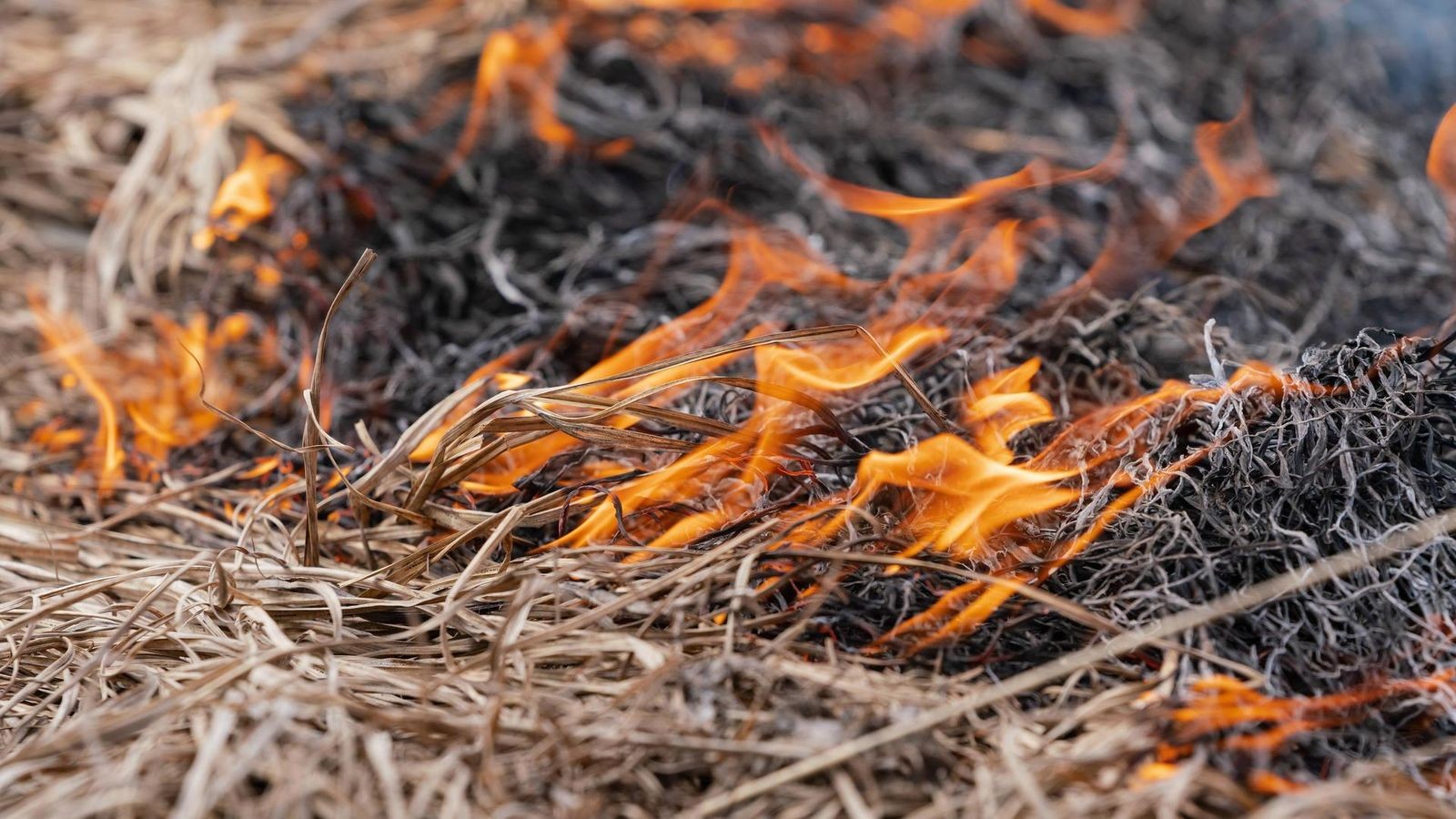 Wiese-steht-in-Flammen-Fl-chenbrand-in-Erfurt-sorgt-f-r-gro-en-Feuerwehreinsatz