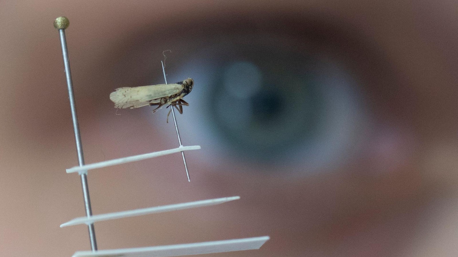 -Insekten-Alien-schockt-Deutschlands-Bauern-Ernten-in-Gefahr-