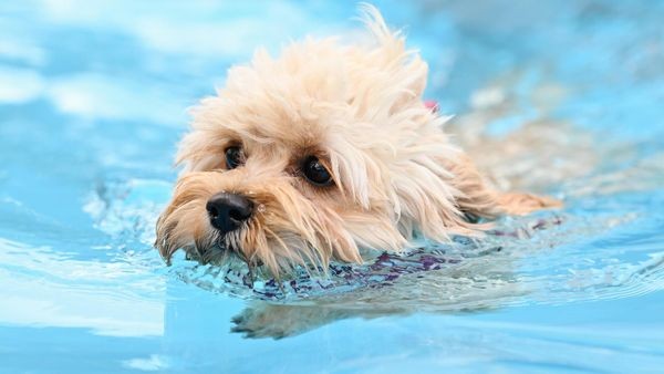 V berlinskih bazenih bodo po koncu sezone plavali psi