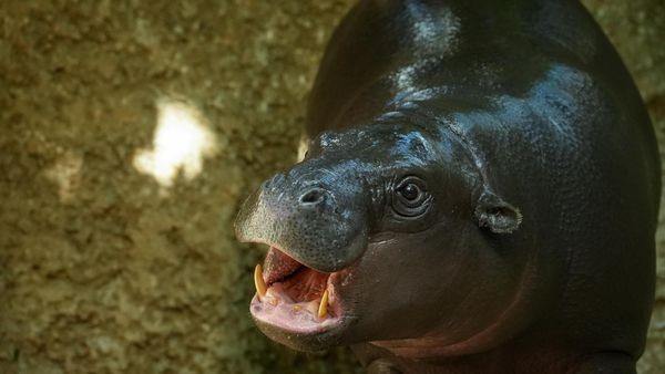 Mini-Hippo Toni ist gut in Frankreich angekommen