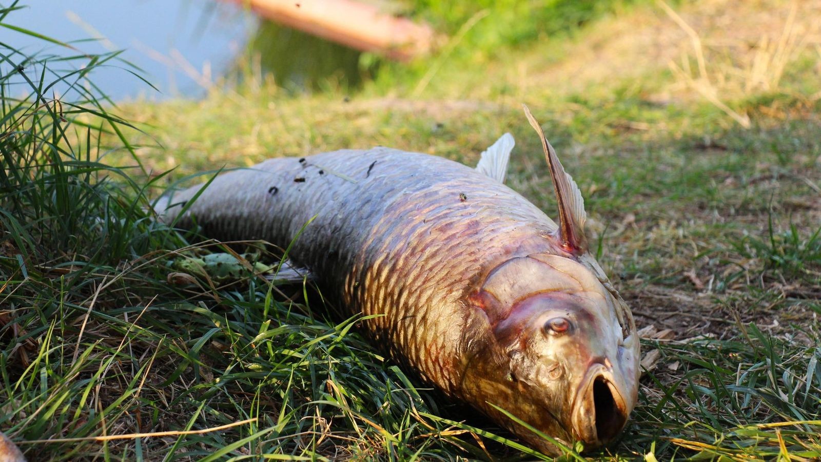 Results shed light on the fish kill in the Kyffhäuser district