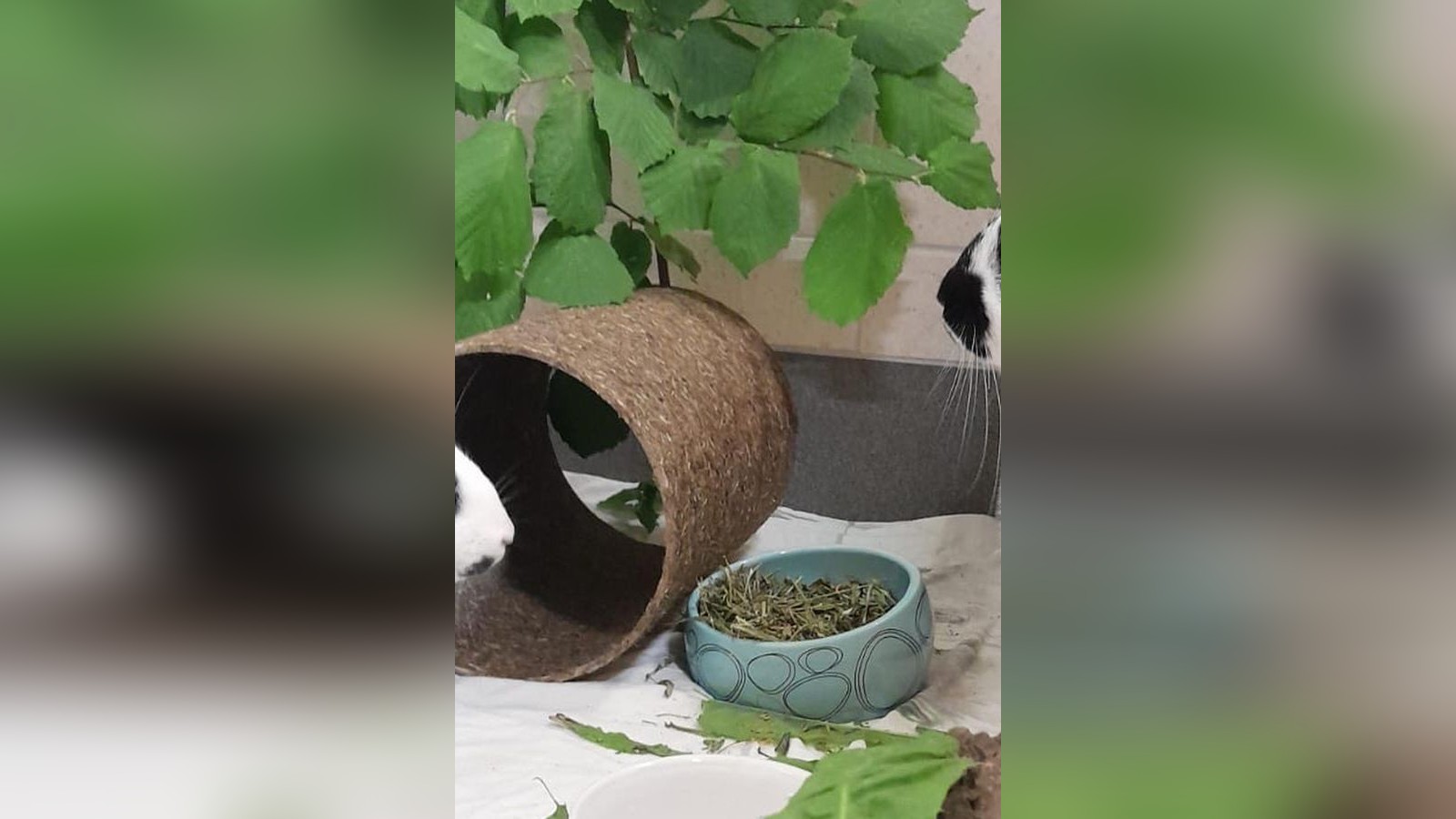 Paulina-und-Judy-Hopps-aus-dem-Velberter-Tierheim-suchen-eine-nette-Familie