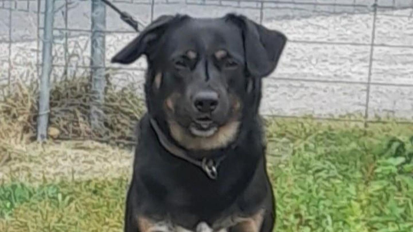 Hund-Sam-durchlebte-Schreckliches-Warum-findet-er-kein-Zuhause-