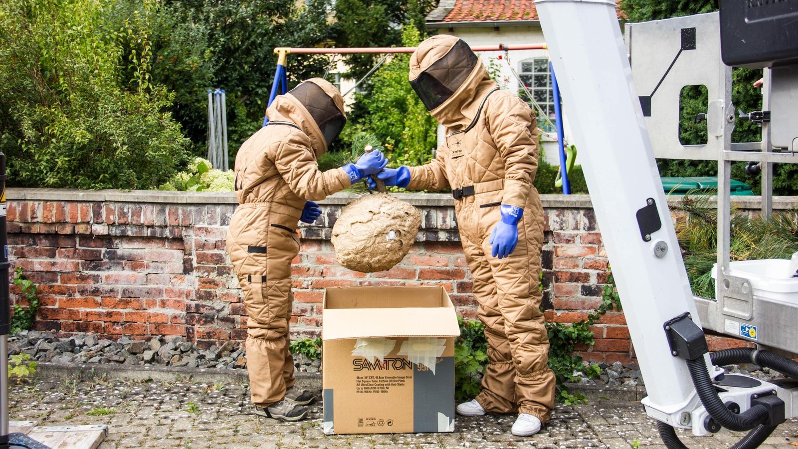 Nest-gef-hrlicher-Asiatischer-Hornissen-in-Braunschweig-entfernt