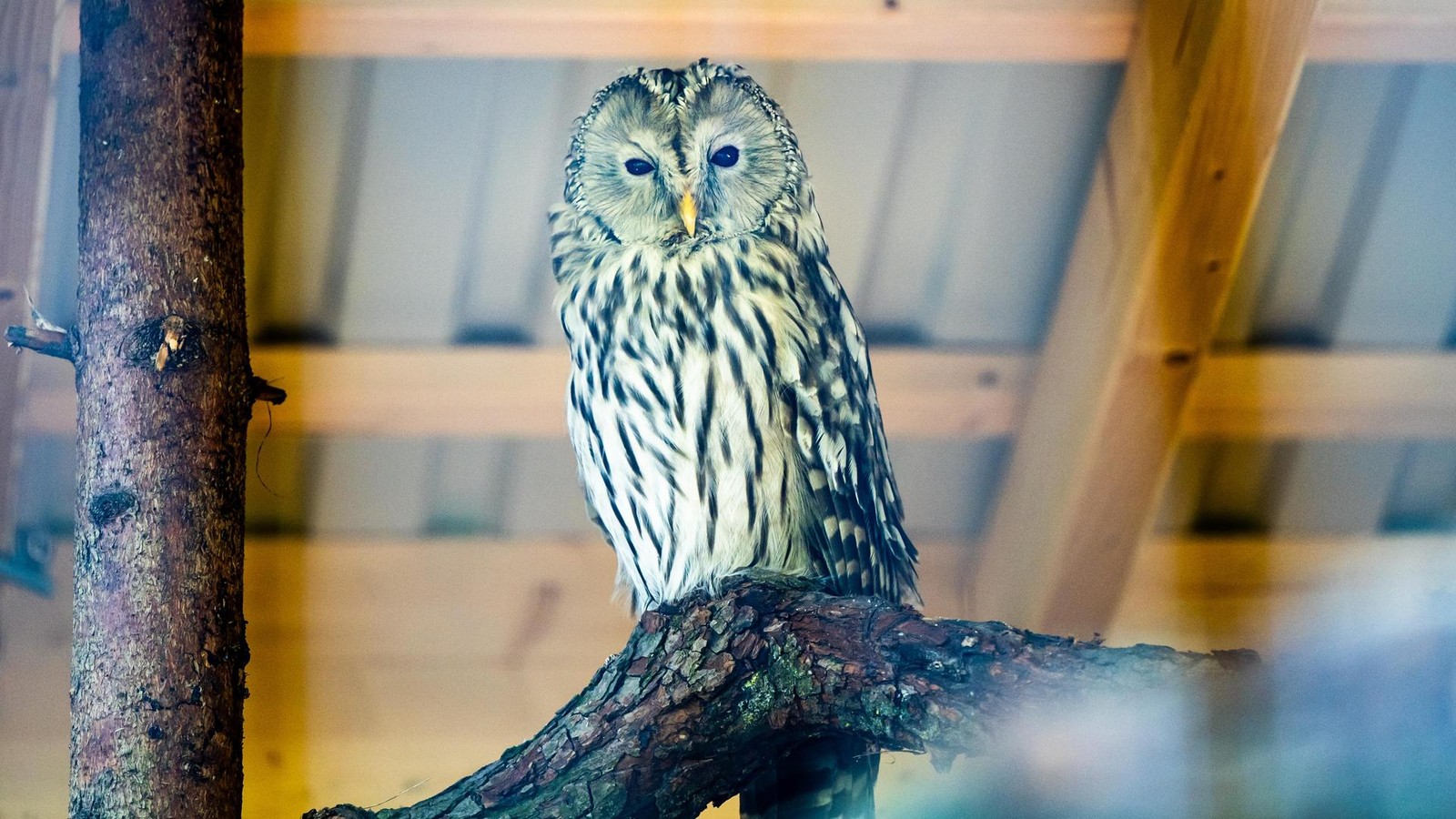 Vom-Tierpark-in-die-Freiheit-Gothaer-Habichtsk-uze-leben-auch-im-Bayerischen-Wald