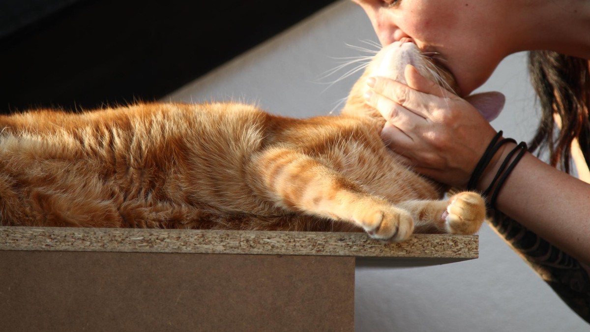 Katzenpraxis Romes