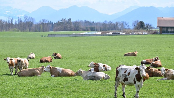 Rindfleischpreise explodieren – und das Steak wird zum Luxusgut