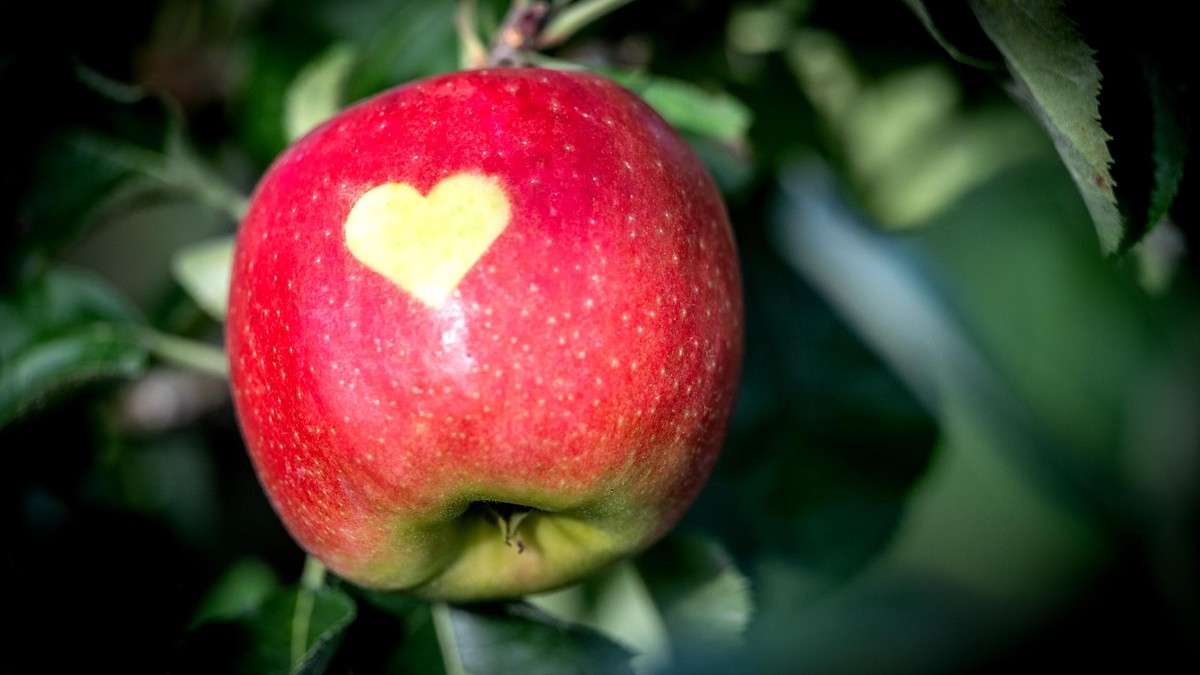 Es hat geklappt: Nach einer Woche mit Sticker ist auf dem Jonagold-Apfel ein Herz zu sehen.