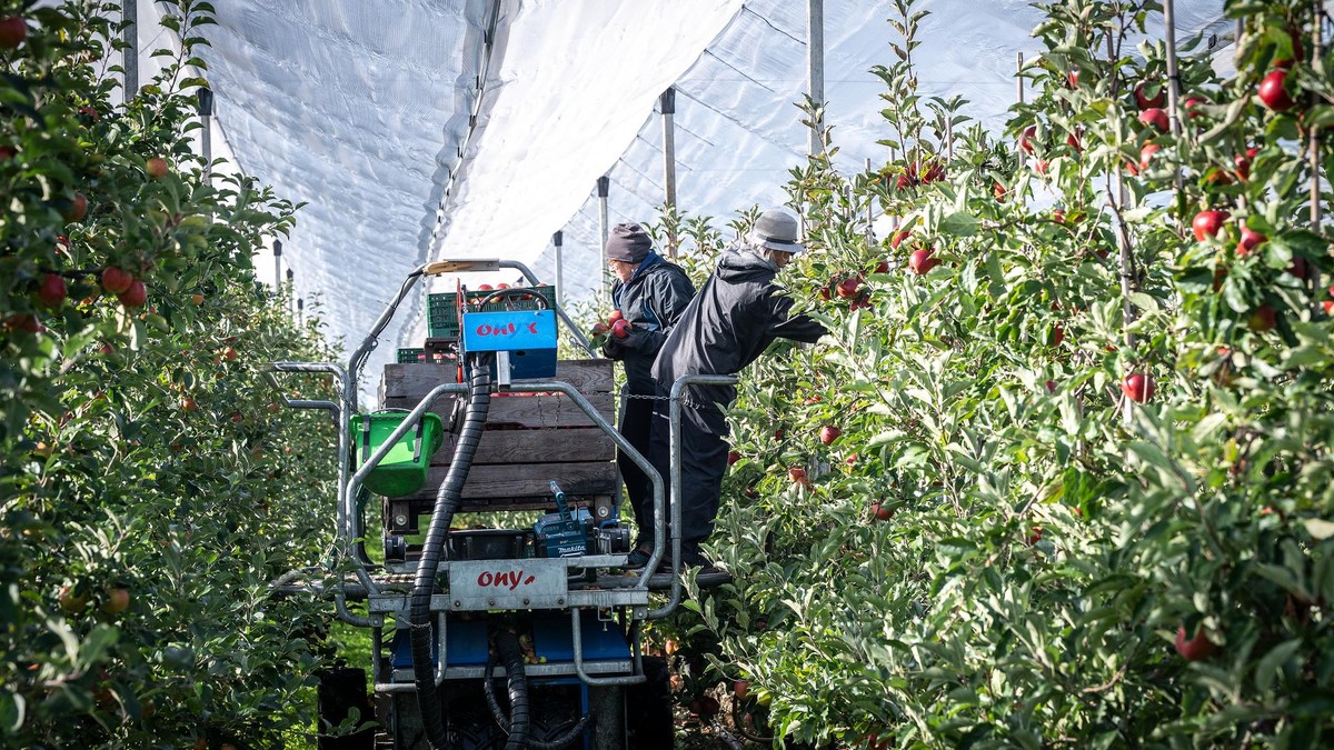 Die Äpfel von 23.000 Bäumen müssen gepflückt werden.
