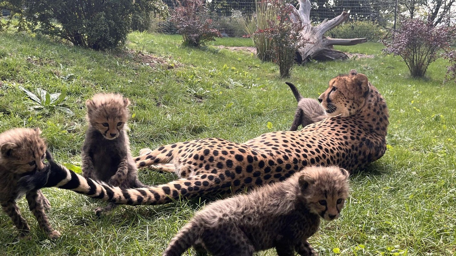 S-e-Erfurter-Geparden-Babys-suchen-einen-Namen