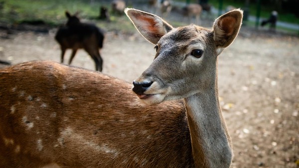 Vier Tiere im Wittener Wildgehege getötet: Das steckt dahinter