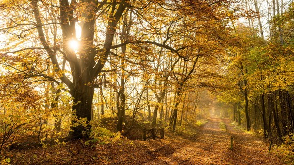 Magische Momente: Wie mir der Herbst jedes Jahr das Glück beschert