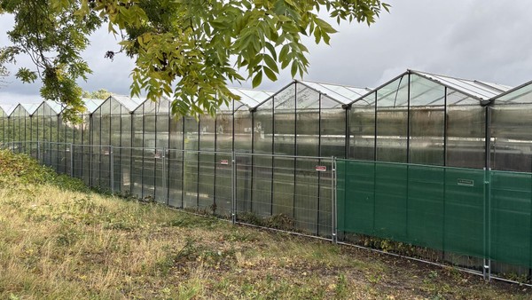 Cannabisanbau in großem Gewächshaus: Nachbarn stinkt‘s mächtig