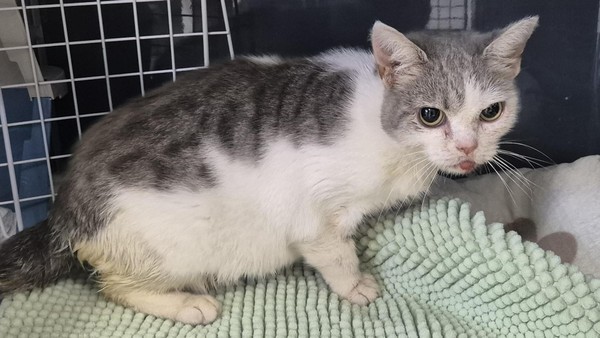 Ausgesetzt, verletzt, vergessen: Katzenelend auf A7-Raststätte
