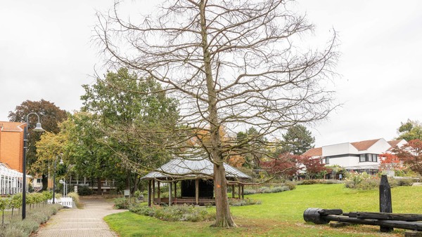 Rätselhafter Tod von Salzgitters eindrucksvollem Mammutbaum ist geklärt