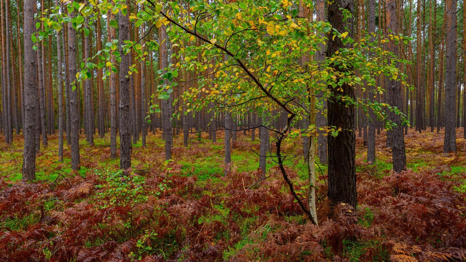 Ungem-tliches-Wetter-im-Kreis-Olpe-Wann-kommt-der-Goldene-Oktober-