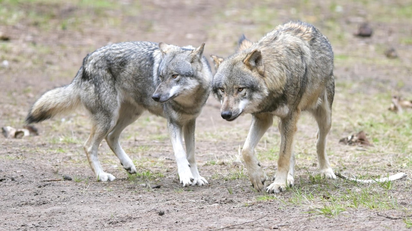 Dinslakener-h-lt-flammende-Rede-im-Bundestag-Wolf-ist-kein-Neub-rger-