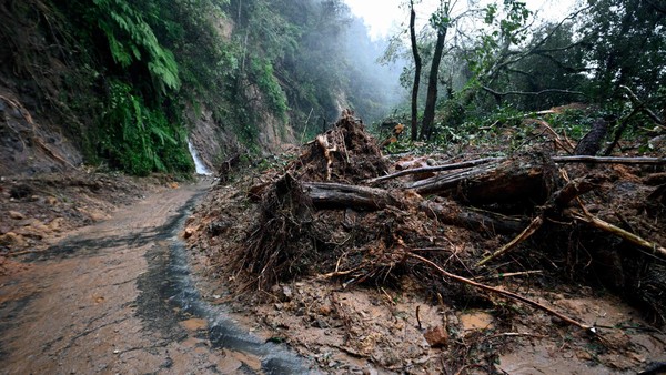 Inmitten der Unwetter in Mexiko: Bengalischer Tiger ausgebrochen
