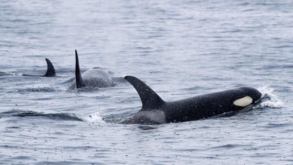 Orcas versenken Elf-Meter-Jacht – Familie flüchtet mit Floß