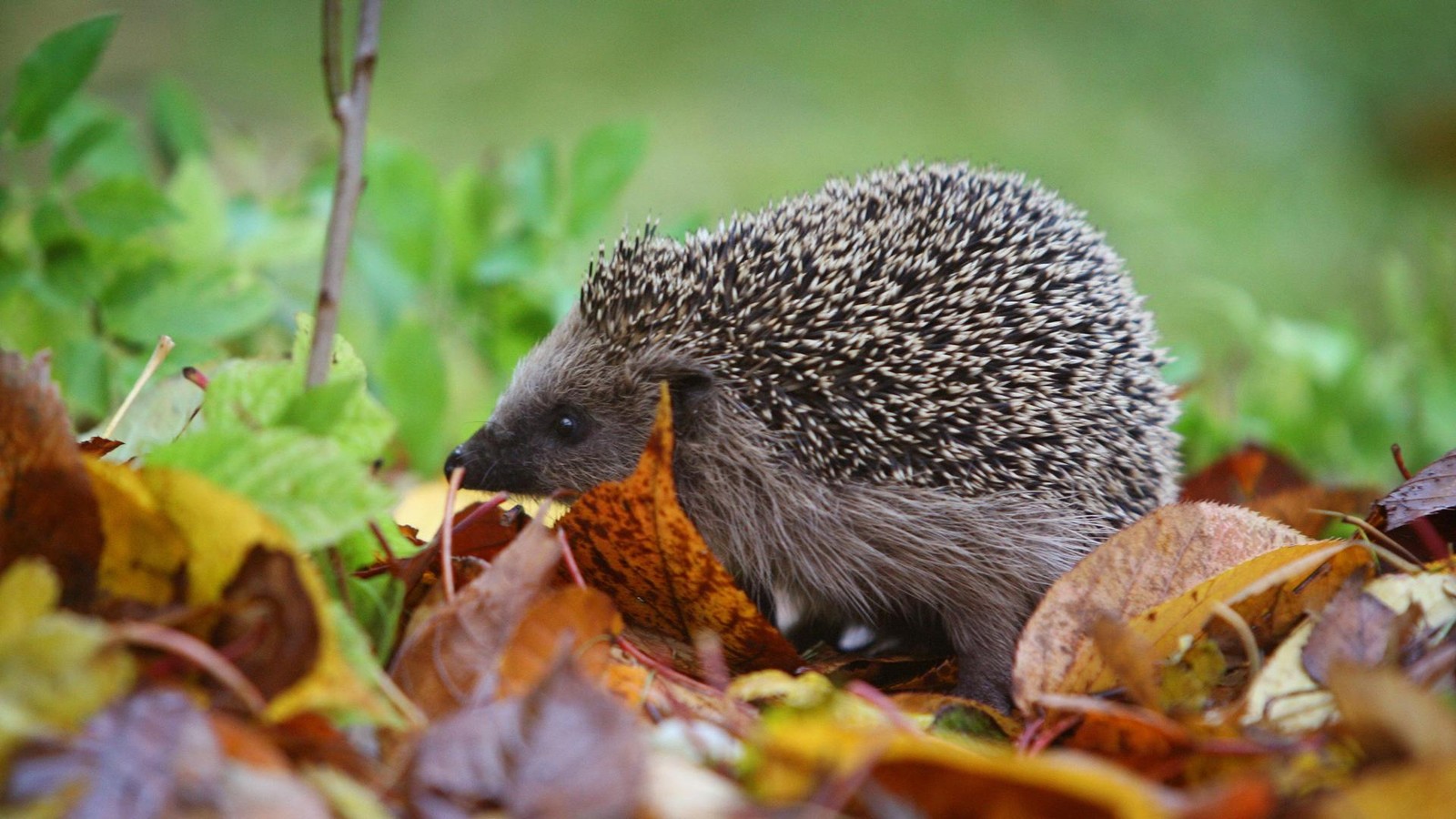 Igel-Schutz-Nachtfahrverbot-f-r-M-hroboter-scheitert-in-Jena