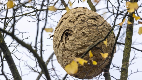 Riesiges Nest mit Asiatischen Hornissen in Velbert entdeckt