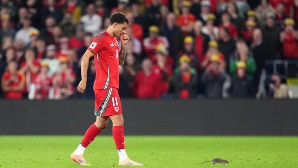 Kurioser Zwischenfall: Ratten-Alarm in der WM-Quali
